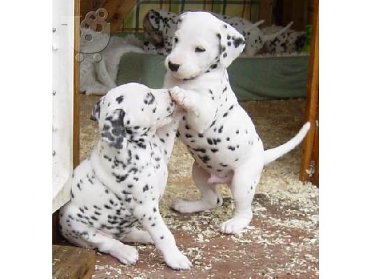 Dalmatian